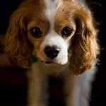 Portrait photography Sunshine Coast - Photografica